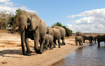 Zambie / Botswana
